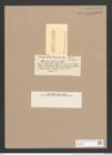 Stauroneis brebissonii Castr. (de-Toni-Nr.: Genus 6, Species 890) Zeichnungen Sammlung Grunow Nr. 1749 (NHMW-BOT-W0368634)